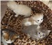 Котята 2029786 Сибирская фото в Барнауле