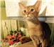Продам абиссинских котят 2199575 Абиссинская фото в Москве