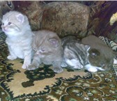 Продаю британских вислоухих котят, возраст - 3 недели, окрас - вискас, шоколад, лиловый; плюш 69559  фото в Самаре