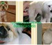 Foto в Домашние животные Услуги для животных Стрижка собак и кошек всех пород.Выезд к в Москве 900