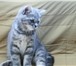 Продается котенок Шотландский  (девочка) 2689173 Скоттиш страйт фото в Омске