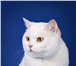 Фото в Домашние животные Вязка Белоснежный, опытный кот породы скоттиш-страйт, в Нижнем Новгороде 1 500
