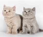 8 (910)-483-40-91 Питомник британских кошек «Lozovsky» предлагает британских котят голубого и лилов 69292  фото в Москве