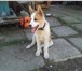 Фотография в Домашние животные Потерянные Пропал щенок 31 мая, примерно в 4 вечера: в Биробиджан 0