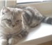 Фото в Домашние животные Вязка Очаровательный котик скоттиш страйт, окрас в Самаре 2 000