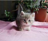 Изображение в  Отдам даром-приму в дар В добрые руки три котенка необыкновенной в Гатчина 0