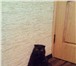 Фотография в Домашние животные Вязка Пылающий любовью кот приглашает даму в гости. в Зеленоград 1