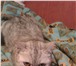 Изображение в Домашние животные Вязка Кошечка скотиш фолд ищет котика для вязки. в Челябинске 1 000