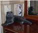 Фотография в Домашние животные Вязка Опытный шотландский вислоухий кот ищет невесту в Улан-Удэ 0