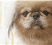 Фото в Домашние животные Вязка собак Молодой кобель ищет невесту для вязки.Возраст: в Кирове 0