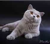 Британские котята 1801899 Британская короткошерстная фото в Гатчина