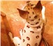 Изображение в Домашние животные Услуги для животных Стрижка собак и кошек (гигиеническая и модельная), в Брянске 0