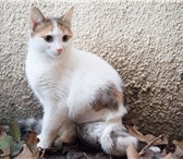 Фото в Домашние животные Отдам даром Возможна доставка котенка-инвалида по всему в Москве 0