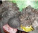Фотография в Хобби и увлечения Разное Продаю козий  пух придонской породы  нерасчесанный в Перми 1 600