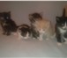 Фотография в  Отдам даром-приму в дар Одам милых и хороших котят от чистоплотной в Череповецке 0