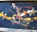Изображение в Домашние животные Рыбки Японский карп Кои - красочная прудовая рыба, в Липецке 0