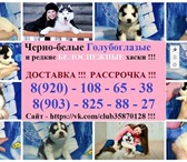 Щенки хаски чёрно-белого и белого окраса в продаже 3845771 Сибирский хаски фото в Кандалакша