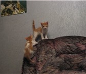 Фотография в Домашние животные Отдам даром Котята от домашней кошки,    2 месяца,   в Санкт-Петербурге 0