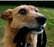 Изображение в Домашние животные Услуги для животных Дрессировка и воспитание собак являются обязательной в Набережных Челнах 900