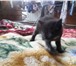 Foto в Домашние животные Отдам даром Отдам в добрые руки котят, возраст один месяц, в Томске 0