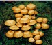 Изображение в Домашние животные Растения Высокоурожайный посадочный материал (мицелий) в Дятьково 1 850