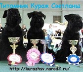 Фотография в Домашние животные Выставки собак Продаются цвергшнауцеры чёрного окраса, 2месяца. в Ставрополе 20 000
