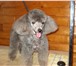 Foto в Домашние животные Услуги для животных г. Калуга. Стрижка собак различных пород в Калуге 1 000