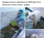 Изображение в Домашние животные Грызуны продам кролика за с клеткой .отдам лоток, в Москве 3 500