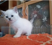 Продаются британские котята 1154210 Британская короткошерстная фото в Санкт-Петербурге