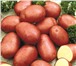 Изображение в Прочее,  разное Разное Картофель свежий урожай,овощи борщевого набора, в Москве 11