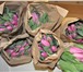 Фотография в Домашние животные Растения Хотите заработать на продаже тюльпанов к в Кемерово 25
