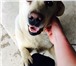 Фото в Домашние животные Вязка собак Лабрадор зрелый Мужик 4,5 года привитый предлагает в Астрахани 0