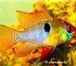 Фото в Домашние животные Рыбки Продаю аквариумную рыбу оптом и розницу, в Белокуриха 40