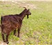 Foto в Домашние животные Другие животные продам 3-х дойных коз Заанеской породы. 2 в Тольятти 8 500