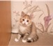 Изображение в Домашние животные Отдам даром Хорошенькие пушистые котята возраст 2 месяца в Новосибирске 0