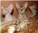 Продам котят петербургского сфинкса ( петерболда): Котя тародились в январе 2011, мать и о 69061  фото в Мурманске