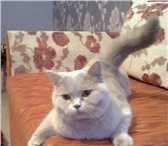 Изображение в Домашние животные Вязка ищу вислоухого шотландского кота для вязки в Удомля 0