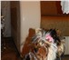 Foto в Домашние животные Услуги для животных Девочка йоркширский терьер ищет мальчика в Чите 0