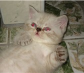 Продам ласковых очаровашек гималайских голубоглазых котяток, Короткая плюшевая шубка, забавная пло 69123  фото в Дубна