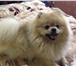 Фотография в Домашние животные Вязка собак Немецкий шпиц,средний, ищет по дружку для в Улан-Удэ 0