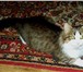 Foto в Домашние животные Потерянные потерялся любимец семьи, котик рустик! это в Твери 0