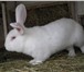 Фото в Домашние животные Грызуны Кролиководческое хозяйство « Землевед» продает в Ярославле 0