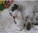 Пушистые гималайские котята 2544137 Персидская фото в Талдом