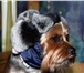 Фотография в Домашние животные Товары для животных Интернет магазин одежды для собак Алефтинка в Владимире 800