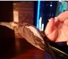 Изображение в Домашние животные Птички попугай карела молодые окрас пепельно-чашуйчатый в Москве 2 000