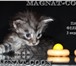 Котята Гиганты породы Мейн Кун 278222 Мейн-кун фото в Якутске