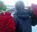 Фотография в Домашние животные Растения Роскошные букеты из голландских роз от лучших в Красноярске 1 485