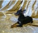 Фотография в Домашние животные Вязка собак Предлагаю клубных кобелей для вязки  Кобели в Обнинске 0