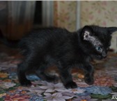 Фотография в Домашние животные Отдам даром Отдаются невероятно милые и ласковые котята в Таганроге 0