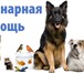 Фотография в Домашние животные Услуги для животных Ветеринарная помощь 911 -24часа -Вызов врача в Москве 200